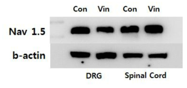 Vincristine 유도 CIPN 모델에서 DRG와 spinal cord의 NaV 1.5 발현