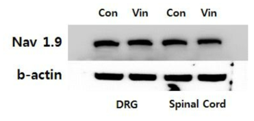 Vincristine 유도 CIPN 모델에서 DRG와 spinal cord의 NaV 1.9 발현