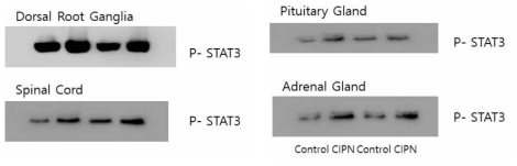 Vincristine 유도 CIPN 모델에서 여러 조직에서 STAT3의 인산화 발현에 미치는 영향