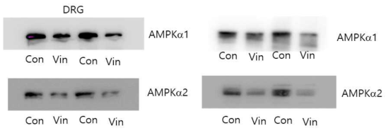 Vincristine 유도 CIPN 모델에서 여러 조직에서 AMPKα1과 AMPKα2의 인산화 발현에 미치는 영향
