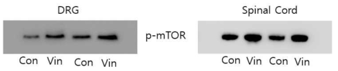 Vincristine 유도 CIPN 모델에서 DRG와 spinal cord에서 mTOR의 인산화 발현에 미치는 영향