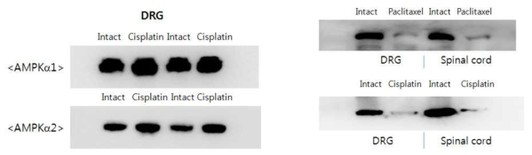 Cispaltin 유도 CIPN 모델의 DRG에서의 p-AMPKα1과 p-AMPKα2 발현