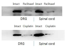 Paclitaxel과 Cispaltin 유도 CIPN 모델의 DRG와 척수에서의 p-Tyk2 발현