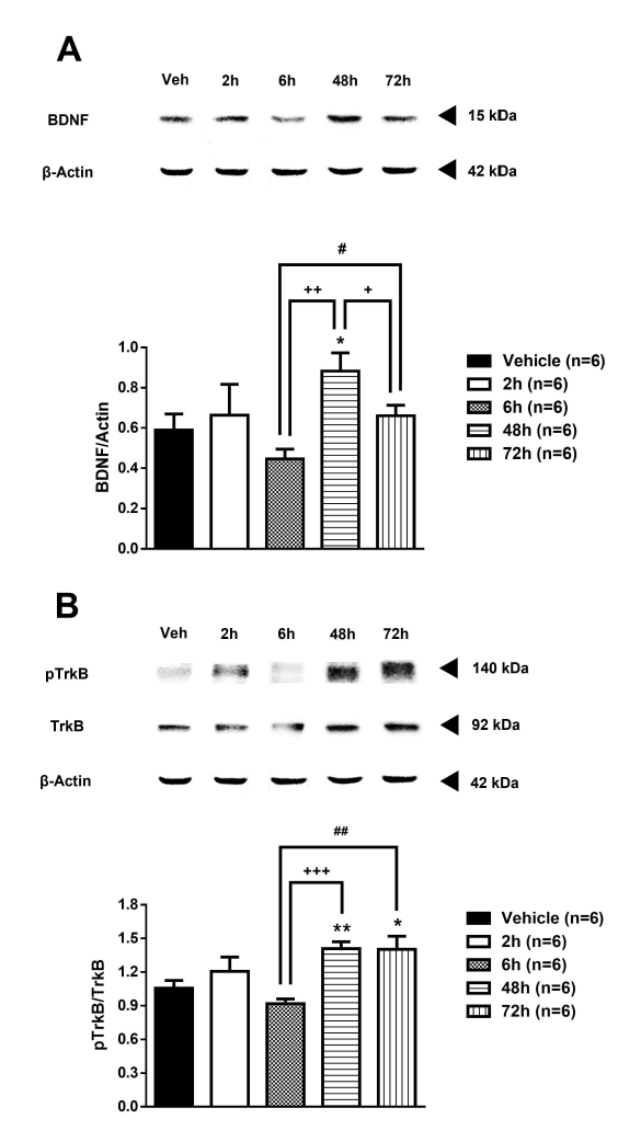 Formalin 주사 후 시간 흐름에 따른 중추신경계(Spinal cord) BDNF 변화 및 TrkB 수용체 인산화의 변화. 시간 흐름에 따라 증가하는 경향을 나타냄 (Data not published)