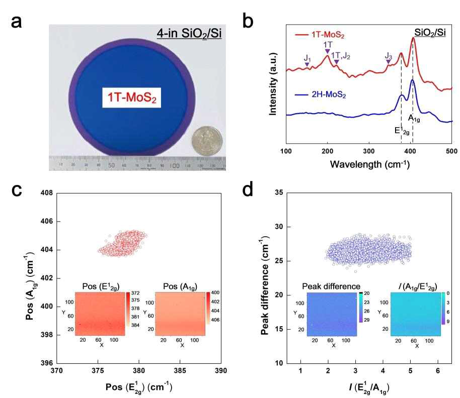 a) 1T-MoS2의 실측사진 및 미국쿼츠 동전 비교, b) 1T,2H-MoS2의 Raman 결과, c) 1T-MoS2에서 E1 2g와 A1g의 라만 맵핑 결과, d) E1 2g와 A1g의 차이와 두픽의 비