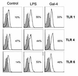 Gal-4에 의한 단핵구의 TLR 발현증가