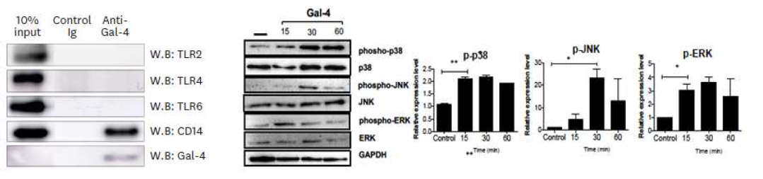 Gal-4에 CD14의 결합 및 Gal-4에 의한 단핵구의 MAPK signaling 활성화