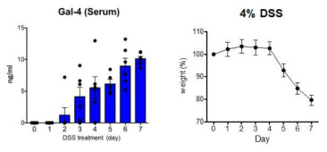 DSS-처리 후, 체중의 감소와 serum내 galectin-4의 증가확인