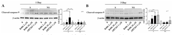 R406은 노화세포에서 cleaved-caspase9 발현 유도