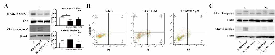 R406 처리에 의해 감소한 FAK와 P38 인산화와 노화세포 사멸과의 관련성