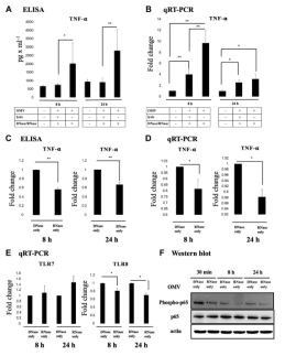 치주염을 유발하는 A. actinomycetemcomitans의 EV를 처리한 human macrophage-like cells (U937)의 사이토카인 분비를 사이토카인 어레이를 사용하여 조사함. 다양한 사이토카인 중 TNF-alpha가 EV 내 small RNA에 특이적으로 증가함을 밝힘 (Han. et al., 2019)