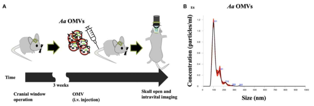 세균(A.a) 유래 RNA (exRNA)를 함유한 세포밖소포체를 생쥐에 주입하여 intravital imaging으로 분석함 (A). A.a의 세포밖소포체를 나노입자 분석기로 크기와 수를 정략적을 분석함(B) (Ha. et al., 2020)