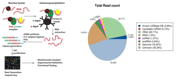 RISC (RNA-induced silencing compelx)의 주요 단백직인 Ago2의 항체를 이용하여 치주염 유발세균의 세포밖소포체(OMV)를 대식세포에 처리한후 면역침강법을 이용하여 RNA-seq을 하는 모식도(왼쪽 패널)와 1차 RIP-Seq DATA(오른쪽 패널). RIP-Seq을 통해, OMV를 통해 전달된 마이크로RNA가 Ago2에 결합되어 기존의 database에 matching 되지 않고 unknwon sequence로 존재함을 확인 (Han. et al., 2019)