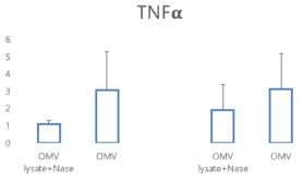 치주염 유발세균의 세포밖 소포체 (OMV)를 처리한 후 대표적인 염증성 사이토카인인 TNF-alpha (pg/ml)가 증가하는 것을 사이토카인 어레이를 통해 확인함(왼쪽 패널-8시간 후, 오른쪽 패널 24시간 후)
