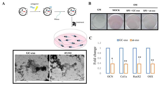 (A)조골세포의 세포밖소포체(exosome)에 마이크로RNA 억제제를 전기충격으로 주입하여 인위적으로 특정 마이크로RNA를 억제시키는 모식도. (B) 특정 마이크로RNA를 억제시킨 세포밖소포체를 처리하여 조골세포의 분화를 어제함을 ALP염색을 통해 확인. (C) 억제제의 투입이 세포밖소포체의 모양에는 영향을 미치지 않음을 전자현미경으로 확인. (D) 억제제 투입 세포밖소포체가 조골세포 분화에 관계되는 여러 유전자 발현을 조절함 (Choi. et al., 2019)