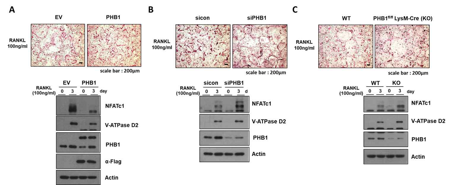 A-C. PHB1 과발현(A), knock-down(B), PHB1 knock-out 시 파골세포 분화에 미치는 역할