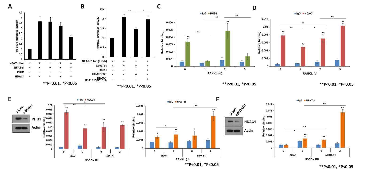 A. PHB1의 NFATc1 전사에 미치는 영향. B. PHB1과 HDAC1의 NFATc1 전사에 미치는 영향. C, D. PHB1과 HDAC1의 NFATc1 promoter의 결합 여부. E. PHB1 knockdown시 NFATc1 promoter의 전사인자 결합 영향. F. HDAC1 knockodown 시 NFATc1 promoter의 전사인자 결합 영향