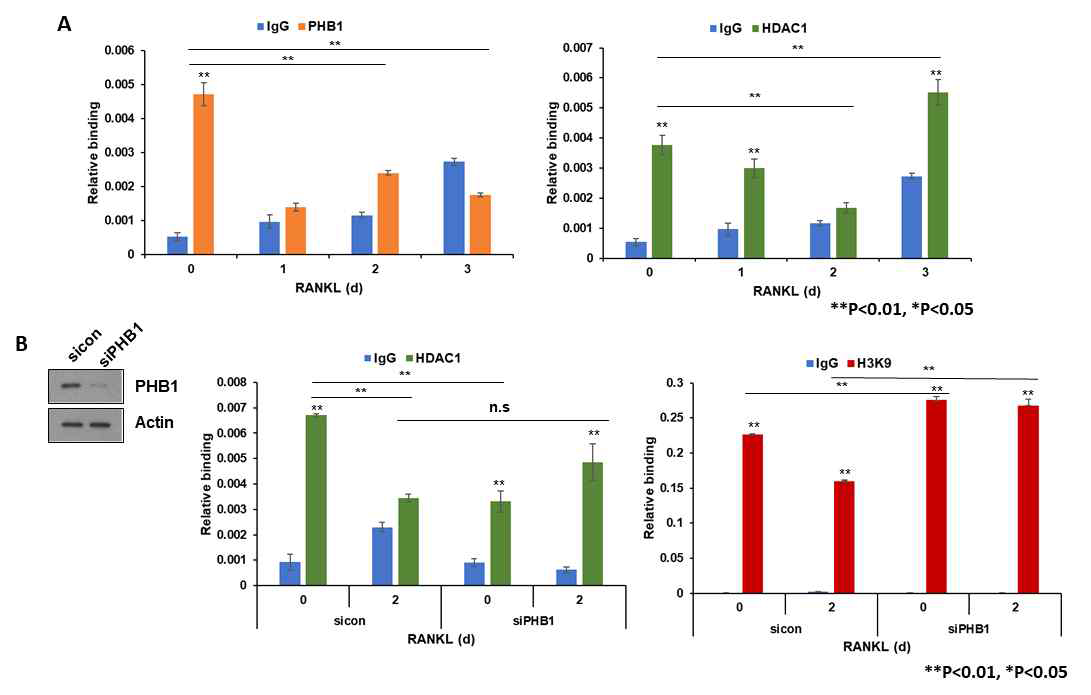 A. Nrf-2 promoter에 PHB1과 HDAC1의 결합. B. PHB1 knockdown시 Nrf-2 promoter의 HDAC1 및 chromatin acetylation 영향