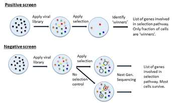 CRISPR library screening 수행 scheme