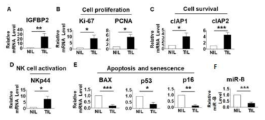간암 조직 TIL에서 분리한 자연살해세포의 각종 유전자 발현 확인