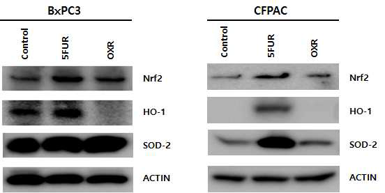 CFPAC, BxPC3 췌장암세포 및 항암제내성세포에 서 Nrf2 및 ROS 연관 단백질에 대한 Western blot 결과