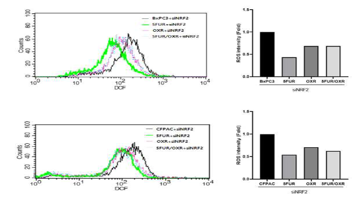 BxPC3, CFPAC 췌장암세포주 및 다제항암제내성 세포주에서 Nrf-2의 발현억제에 따른 FACS를 이용한 ROS 측정