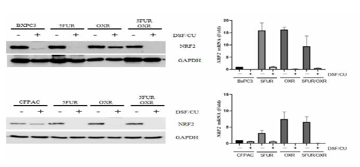 BxPC3, CFPAC 췌장암 세포 주 및 다제 항암제 내성 세포 주 에서 Disulfiram으로 인한 NRF2 변화 확인