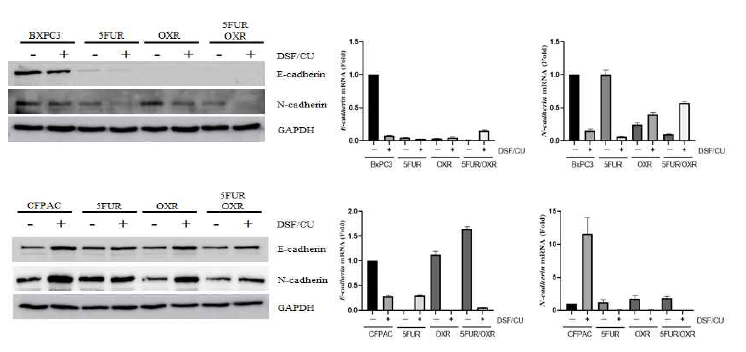 BxPC3, CFPAC 췌장암세포주 및 다제항암제내성 세포주에서 Disulfiram/CU2+ 처리 후 EMT marker 확인