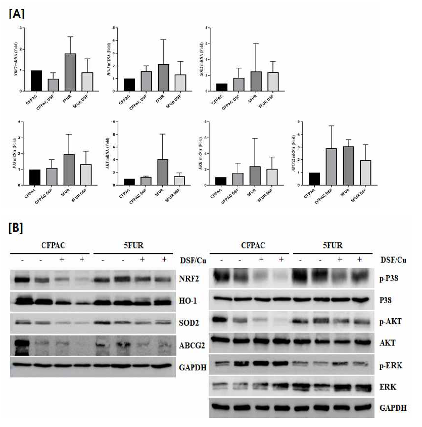 in vivo에서 얻은 tumor tissue, Nrf-2관련 신호전달 확인 [A] QRT-PCR, [B]western