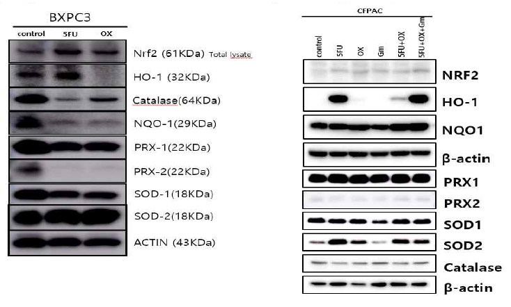 CFPAC, BxPC3 췌장암세포 및 항암제내성 세포에서 Nrf2 및 다양한 ROS 연관 물질에 대한 Western blot 결과