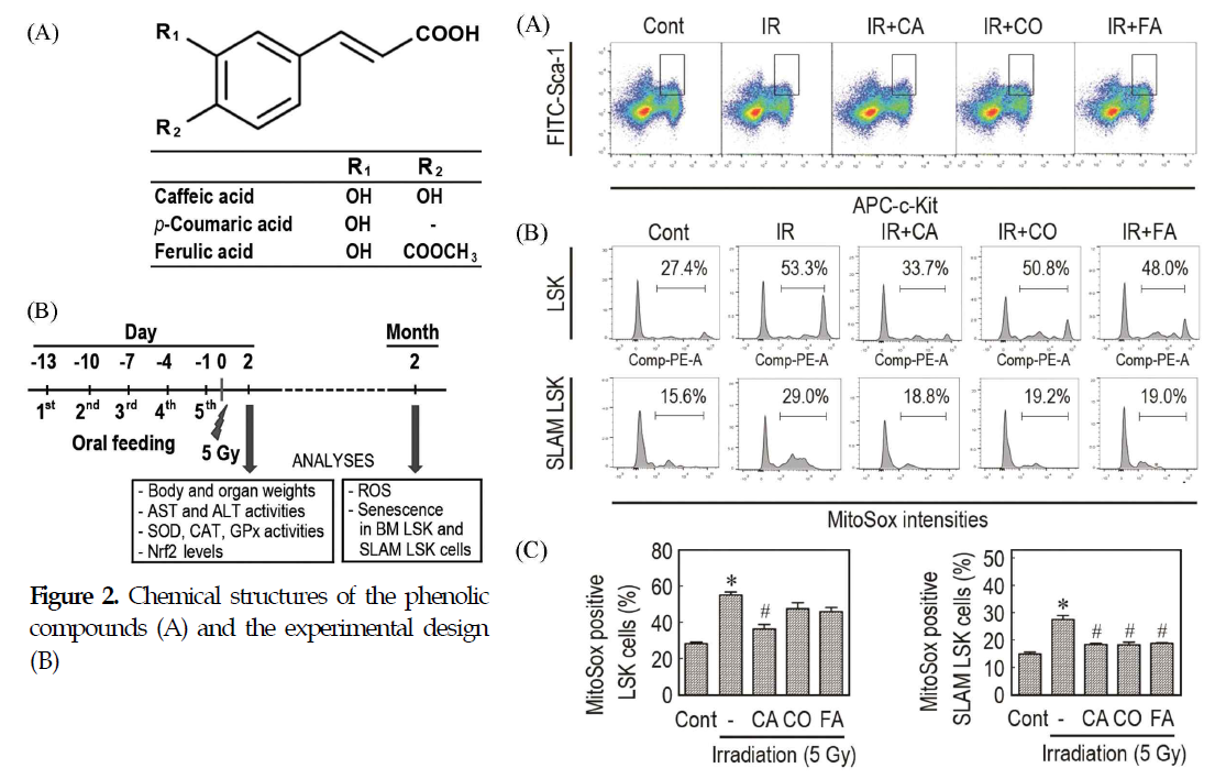 Reduction in the mitochondrial ROS levels that increased in the BM-derived LSK and/or SLAM LSK cells of 5 Gy irradiated mice using phenolic compounds. (A) LSK cell population in the BM was gated using a FlowJo software after two months of irradiation. (B) The levels of mitochondrial superoxide anions in the BM LSK and SLAM LSK cells were measured via flow cytometry after 2 months of TBI using the MitoSoxTM Red reagent. (C) The percentage of MitoSox positive cells in the BM LSK and SLAM LSK cells was calculated (n=3/group). *p<0.05 vs control group. # p<0.05 vs TBI group