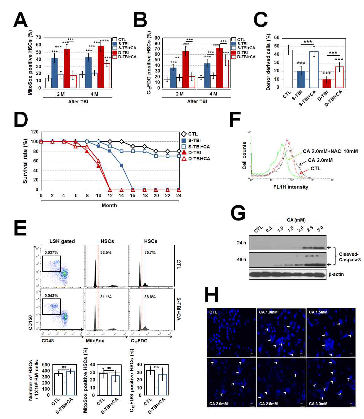 Supplementation of CA limits HSC senescence-accompanied long-term BM injury and improves survival in S-TBI mice by modulating ROS generation and induces apoptotic death of colon cancer cells. (A) Antioxidant effect of CA was evaluated in HSCs from BM of CA-treated mice exposed to TBI using MitoSOX™ Red reagent at the indicated times after TBI (n = 7). (B) Percentage of C12FDG-positive HSCs was determined by flow cytometry (n = 7). (C) Competitive transplantation experiments. Peripheral blood was collected from recipients at 5 months after transplantation and CD45.1/CD45.2 ratio was measured by flow cytometry. (D) Survival rate of mice (n = 10). (E) Number, mitochondrial ROS level and SA-β-gal activity of HSCs (more than 2 years old) (n = 6). (F) CT-26 colon cancer cells were treated with CA along with NAC for 24 h and the DCF fluorescence in the cells was determined by flow cytometry. (G) CT-26 colon cancer cells were treated with the indicated concentrations of CA and the level of cleaved-caspase 3 was analyzed by western blotting 24 and 48 h after incubation. A representative result is shown from three independent experiments. (H) CT-26 colon cancer cells were stained with DAPI 24 h. *p < 0.05, **p < 0.01 and *** p < 0.001 vs. control