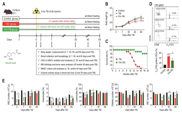 Experimental design and schedules(A), effects of TBI or in combination with FA on body weight (B), survival rate (C), HSC senescence (D), and numbers of circulating blood cells (E) in mice