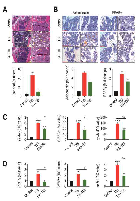 Effects of TBI or in combination with FA on lipid formation in BM (A) and adipogenic marker expression (B, C, D)