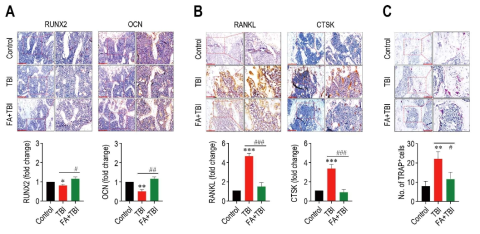 Effects of TBI or in combination with FA on (A) osteoblastic- and (B) osteoclastic marker expression and (C) osteoclast formation in BM