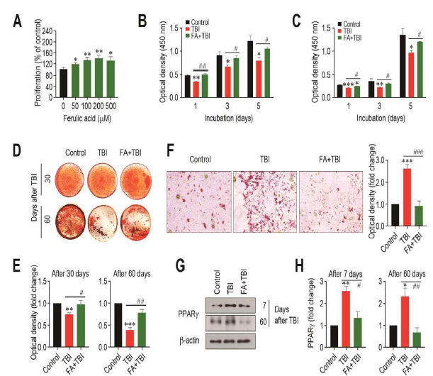 Effect of FA iteself on BMSC proliferation (A) and impacts of TBI or in combination with FA on (B, C) proliferation, (D, E) mineralization, (F) adipogenic differentiation, and (G, H) adipocyte marker expression