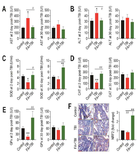 Effects of TBI or in combination with FA on (A) AST, (B) ALT in blood serum, (C) SOD, (D) CAT, and (E) GPx in liver, and on (F) NRF2 in BM