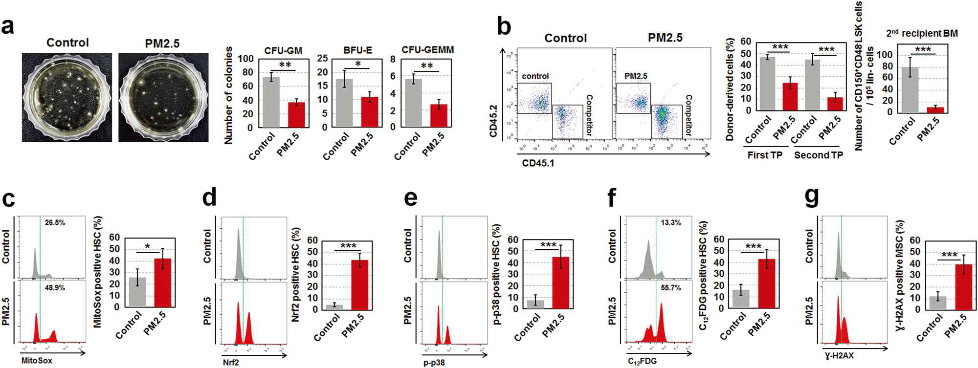 Maternal exposure to fine PM2.5 during pregnancy leads to the progressive senescence of HSCs in offspring of 6 months. (A) Colony forming activity, (B) donor cell repopulation capacity, (C) ROS accumulation, (D) NRF2, (E) p-p38 MAPK, (F) C12FDG, and (G) gamma-H2AX were analyzed in BM-derived HPCs and HSCs of mice exposed to PM2.5