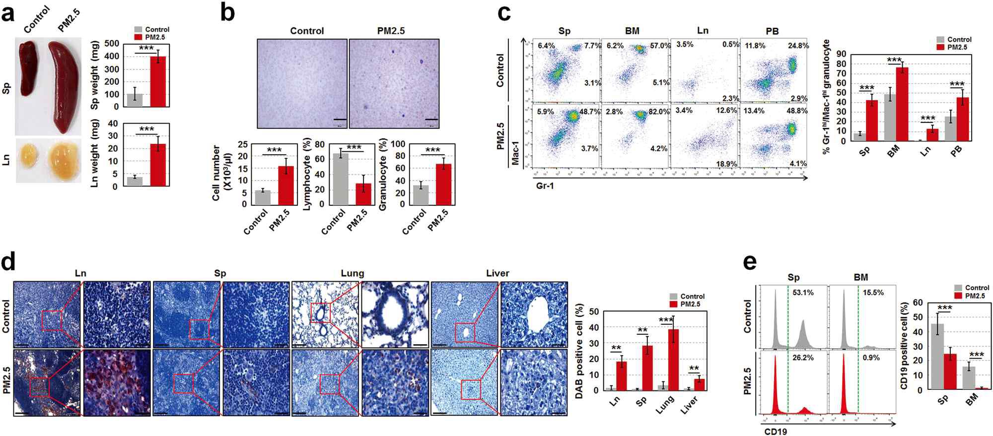 Maternal PM2.5-exposed offspring have the potential to develop a myeloproliferative disease. (A) Weights of spleen and lymph, (B) Circulating blood cells, (C) Gr+ granulocytes in spleen and lymph, (D) histological changes in organs, and (E) CD19 expression in spleen and BM were analyzed in PM2.5-exposed mice