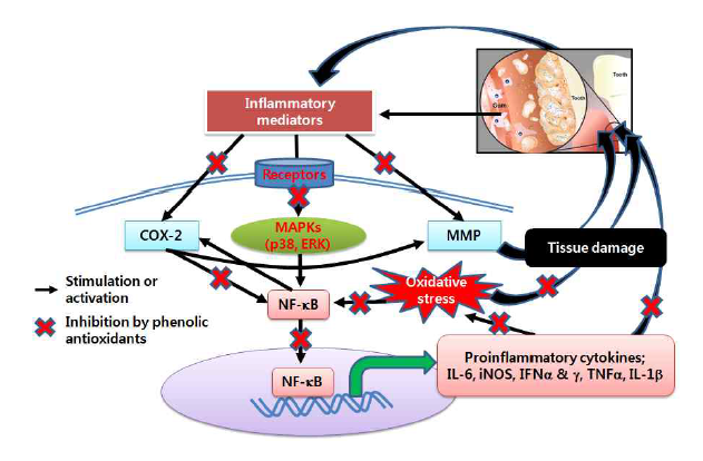페놀성 항산화제의 치주염증 억제기전 모식도