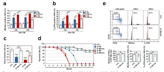 Caffeic acid(CA)의 방사선 조사 유도성 조혈줄기세포 노화와 생존율 감소에 대한 억제 효능. 전신 방사선 조사(S-TBI or D-TBI)에 노출된 생쥐에 대한 caffeic acid의 급여가 골수 조혈줄기세포 내 ROS 축적(a), 노화(b), 이식 후 자가생성능력(c) 및 생존율(d)에 미치는 효능분석. d, TBI 조사 후 24개월 뒤 생존한 CA 투여 S-TBI 그룹과 대조군의 조혈줄기세포 숫자, ROS 및 노화수준 비교분석