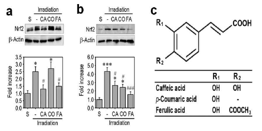 Phenolic acid들의 방사선 조사 유도성 Nrf2의 발현증가에 미치는 효과. Western blotting을 이용한 전신 방사선 조사에 노출된 생쥐의 간(a)과 비장(b) 조직 내 Nrf2의 발현분석. (c) Phenolic acid의 chemical structure. CA, caffeic acid; CO, coumaric acid; FA, ferulic acid