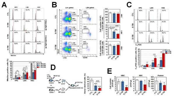 Repetitive TBI leads to the accumulation of oxidative stress and senescence of HSPCs. (A) Level of mitochondrial superoxide anions in HPCs, LSKs, and HSCs from BM of control (CTL), single TBI (S-TBI), and double TBI (D-TBI) mice, assessed by multicolor flow cytometry using MitoSOX™ Red reagent at the indicated times (n = 8). (B) HSPCs from BM of control, S-TBI and D-TBI mice were characterized and counted by flow cytometry (n = 8). (C) Senescence-associated β-galactosidase (SA-β-gal) activity was measured with C12FDG, a galactosidase substrate (n = 8). (D) For long-term competitive reconstituting potential assays, BM cells (5×105) from control, S-TBI, and D-TBI mice (CD45.2) were co-transplanted with an equal number of BM cells from competitor mice (CD45.1/2) into lethally irradiated recipient mice (CD45.1/2, 10 Gy) (n = 7). (E) Circulating WBC, RBC and platelets in PB were measured (n = 7). *p < 0.05, **p <0.01 and *** p < 0.001 vs. control, determined by Student’s t-test