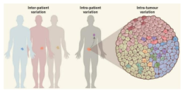 Inter- and intra-tumor heterogeneity