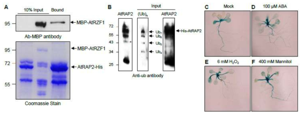 Pull-down assay에 의한 AtRZF1 및 AtRAP2 단백질간의 상호결합 분석 (A) 및 유비 퀴틴화 분석 (B). (C-F) AtRAP2 promoter-GUS 형질전환체를 이용, ABA 및 비생물적 스트레스에 대한 AtRAP2의 발현 분석