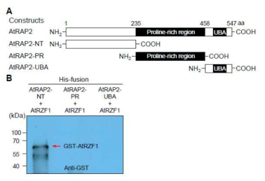 Pull-down assay에 의한 AtRZF1에 결합하는 AtUFD2 도메인 (A ,B)의 비교 분석