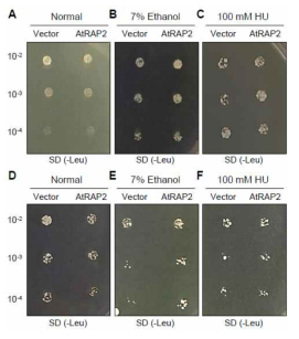 스트레스 처리 전 및 후, Yeast wild-type Y190 (A-C)및 ufd2Δ 돌연변이체 (D-F)를 이용한 AtRAP2 complementation 실험