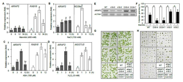 ABA 및 비생물적 스트레스에 대한 AtRAP2 유전자의 전사 발현 분석 (A-D) 및 생리적 표현형 분석 (E-H)