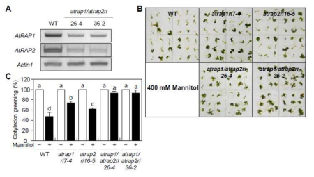 삼투 스트레스에 대한 AtRAP1 및 AtRAP2 2중 돌연변이체들로부터 AtRAP1 및 AtRAP2 유전자의 전사 발현 분석 (A) 및 생리적 표현형 분석 (B-C)