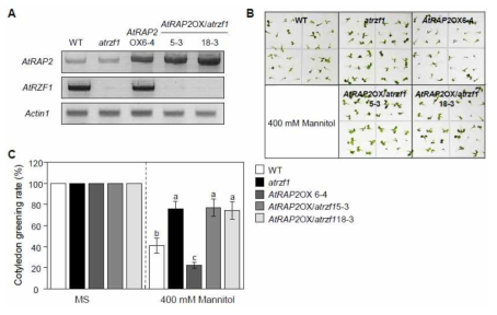 삼투 스트레스에 대한 AtRAP2/atrzf1 2중 형질전환체로부터 AtRAP2 및 AtRZF1 유전자의 전사 발현 분석 (A) 및 생리적 표현형 분석 (B-C)